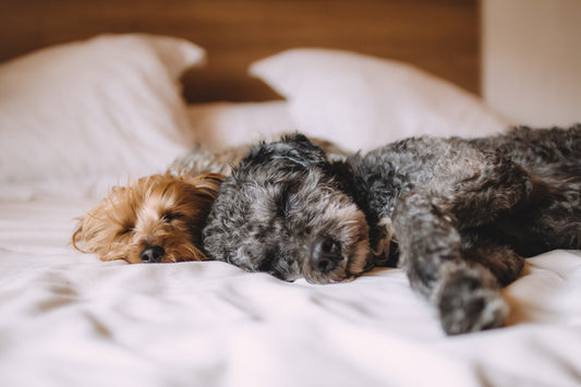 Spring has sprung! It's time for a good night sleep!
