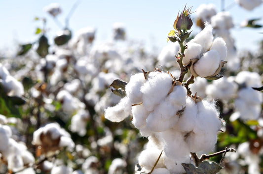 Why choose organic cotton?